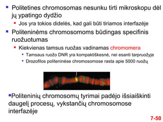 7-50
 Politetines chromosomas nesunku tirti mikroskopu dėl
jų ypatingo dydžio
 Jos yra tokios didelės, kad gali būti tiriamos interfazėje
 Politeninėms chromosomoms būdingas specifinis
ruožuotumas
 Kiekvienas tamsus ruožas vadinamas chromomera

Tamsaus ruožo DNR yra kompaktiškesnė, nei esanti tarpruožyje

Drozofilos politeninėse chromosomose rasta apie 5000 ruožų
Politeninių chromosomų tyrimai padėjo išsiaiškinti
daugelį procesų, vykstančių chromosomose
interfazėje
 