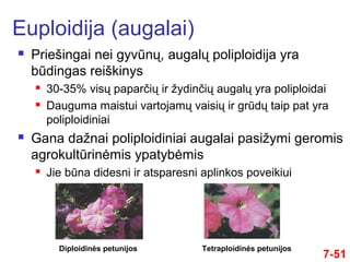 7-51
 Priešingai nei gyvūnų, augalų poliploidija yra
būdingas reiškinys
 30-35% visų paparčių ir žydinčių augalų yra poliploidai
 Dauguma maistui vartojamų vaisių ir grūdų taip pat yra
poliploidiniai
 Gana dažnai poliploidiniai augalai pasižymi geromis
agrokultūrinėmis ypatybėmis
 Jie būna didesni ir atsparesni aplinkos poveikiui
Euploidija (augalai)
Diploidinės petunijos Tetraploidinės petunijos
 