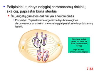 7-52
 Poliploidai, turintys nelyginį chromosomų rinkinių
skaičių, paprastai būna sterilūs
 Šių augalų gametos dažnai yra aneuploidinės

Pavyzdys: Triploidiniame organizme trys homologinės
chromosomos anafazės I metu netolygiai pasiskirsto tarp dukterinių
ląstelių
Kiekviena ląstelė
gauna po vieną kai
kurių chromosomų
kopiją
ir po dvi kitų
chromosomų kopijas
 