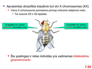  Apvaisintas drozofilos kiaušinis turi dvi X chromosomas (XX)
 Viena X chromosoma pametama pirmojo mitozinio dalijimosi metu

Tai sukuria XX ir X0 ląsteles
7-55
Iš ląstelės XX vystosi
moteriška drozofilos pusė
Iš ląstelės X0 vystosi
vyriška drozofilos pusė
 Šis ypatingas ir retas individas yra vadinamas bilateraliniu
ginandromorfu
 