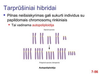 Tarprūšiniai hibridai
 Pilnas neišsiskyrimas gali sukurti individus su
papildomais chromosomų rinkiniais
 Tai vadinama autopoliploidija
7-56
Autopoliploidija
 