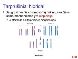Tarprūšiniai hibridai
 Daug dažnesnis chromosomų rinkinių skaičiaus
kitimo mechanizmas yra aloploidija
 Ji atsiranda dėl tarprūšinės hibridizacijos
7-57
Aloploidija
 