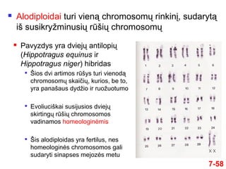  Alodiploidai turi vieną chromosomų rinkinį, sudarytą
iš susikryžminusių rūšių chromosomų
7-58
 Pavyzdys yra dviejų antilopių
(Hippotragus equinus ir
Hippotragus niger) hibridas

Šios dvi artimos rūšys turi vienodą
chromosomų skaičių, kurios, be to,
yra panašaus dydžio ir ruožuotumo

Evoliuciškai susijusios dviejų
skirtingų rūšių chromosomos
vadinamos homeologinėmis

Šis alodiploidas yra fertilus, nes
homeologinės chromosomos gali
sudaryti sinapses mejozės metu
 