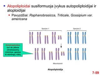  Alopoliploidai susiformuoja įvykus autopoliploidijai ir
aloploidijai
 Pavyzdžiai: Raphanobrasicca, Triticale, Gossipium var.
americana
7-59
Alotetraploidas:
turi du pilnus
chromosomų
rinkinius, gautus
iš skirtingų rūšių
Alopoliploidija
 