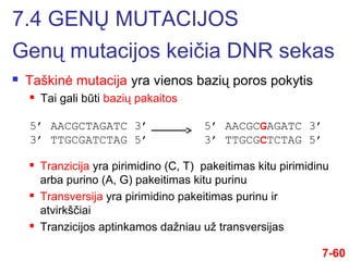  Taškinė mutacija yra vienos bazių poros pokytis
 Tai gali būti bazių pakaitos
7-60
5’ AACGCTAGATC 3’
3’ TTGCGATCTAG 5’
5’ AACGCGAGATC 3’
3’ TTGCGCTCTAG 5’
 Tranzicija yra pirimidino (C, T) pakeitimas kitu pirimidinu
arba purino (A, G) pakeitimas kitu purinu
 Transversija yra pirimidino pakeitimas purinu ir
atvirkščiai
 Tranzicijos aptinkamos dažniau už transversijas
7.4 GENŲ MUTACIJOS
Genų mutacijos keičia DNR sekas
 