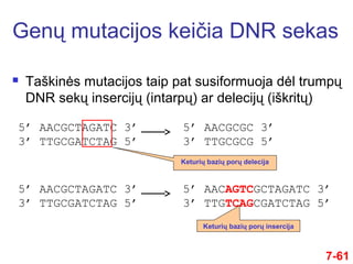  Taškinės mutacijos taip pat susiformuoja dėl trumpų
DNR sekų insercijų (intarpų) ar delecijų (iškritų)
Genų mutacijos keičia DNR sekas
7-61
5’ AACGCTAGATC 3’
3’ TTGCGATCTAG 5’
5’ AACGCGC 3’
3’ TTGCGCG 5’
5’ AACGCTAGATC 3’
3’ TTGCGATCTAG 5’
5’ AACAGTCGCTAGATC 3’
3’ TTGTCAGCGATCTAG 5’
Keturių bazių porų delecija
Keturių bazių porų insercija
 