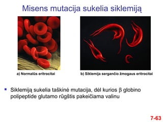 Misens mutacija sukelia siklemiją
 Siklemiją sukelia taškinė mutacija, dėl kurios β globino
polipeptide glutamo rūgštis pakeičiama valinu
a) Normalūs eritrocitai b) Siklemija sergančio žmogaus eritrocitai
7-63
 