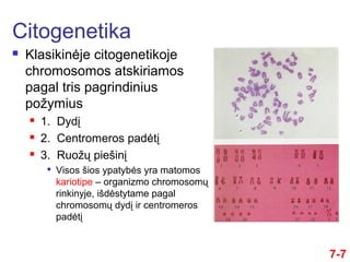 7-7
 Klasikinėje citogenetikoje
chromosomos atskiriamos
pagal tris pagrindinius
požymius
 1. Dydį
 2. Centromeros padėtį
 3. Ruožų piešinį

Visos šios ypatybės yra matomos
kariotipe – organizmo chromosomų
rinkinyje, išdėstytame pagal
chromosomų dydį ir centromeros
padėtį
Citogenetika
 