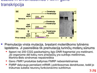 Lūžios X chromosomos FMR1 geno
transkripcija
 Premutacija virsta mutacija, bręstant moteriškoms lytinėms
ląstelėms. Ji pasireiškia tik premutaciją turinčių moterų sūnums
 Ilgesni nei 200 CGG pasikartojimų ilgio DNR fragmentai yra metilinami.
Jei organizme dėl kokių nors priežasčių yra sutrikęs metilinimas,
Martino-Belo sindromas nepasireiškia
 Geno FMR1 produktas baltymas FMRP nebesintetinamas
 FMRP dalyvauja pernešant mRNR į poliribosomas dendrituose, todėl jo
trūkumas sukelia neuronų funkcionavimo sutrikimus
7-75
 