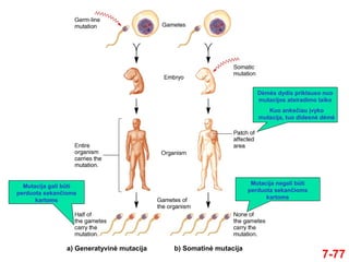 7-77
Mutacija gali būti
perduota sekančioms
kartoms
Dėmės dydis priklauso nuo
mutacijos atsiradimo laiko
Kuo anksčiau įvyko
mutacija, tuo didesnė dėmė
Mutacija negali būti
perduota sekančioms
kartoms
a) Generatyvinė mutacija b) Somatinė mutacija
 