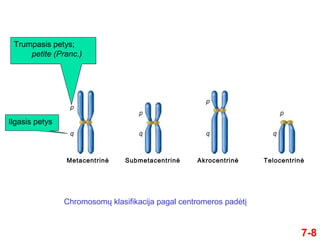 7-8
Trumpasis petys;
petite (Pranc.)
Ilgasis petys
Chromosomų klasifikacija pagal centromeros padėtį
Metacentrinė Submetacentrinė Akrocentrinė Telocentrinė
 