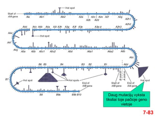 7-83
Daug mutacijų vyksta
tiksliai toje pačioje geno
vietoje
 