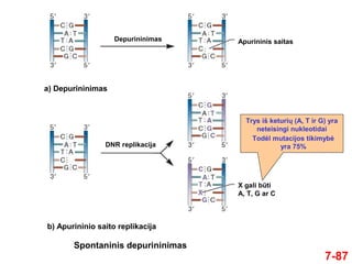 7-87
Spontaninis depurininimas
a) Depurininimas
b) Apurininio saito replikacija
Depurininimas Apurininis saitas
DNR replikacija
X gali būti
A, T, G ar C
Trys iš keturių (A, T ir G) yra
neteisingi nukleotidai
Todėl mutacijos tikimybė
yra 75%
 