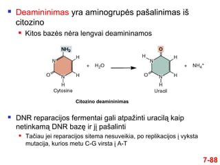  Deamininimas yra aminogrupės pašalinimas iš
citozino
 Kitos bazės nėra lengvai deamininamos
7-88
 DNR reparacijos fermentai gali atpažinti uracilą kaip
netinkamą DNR bazę ir jį pašalinti
 Tačiau jei reparacijos sitema nesuveikia, po replikacijos į vyksta
mutacija, kurios metu C-G virsta į A-T
Citozino deamininimas
 