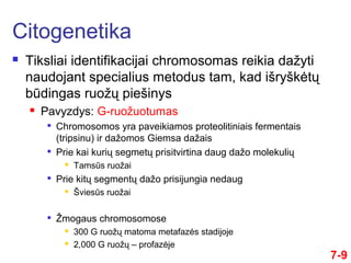 7-9
 Tiksliai identifikacijai chromosomas reikia dažyti
naudojant specialius metodus tam, kad išryškėtų
būdingas ruožų piešinys
 Pavyzdys: G-ruožuotumas

Chromosomos yra paveikiamos proteolitiniais fermentais
(tripsinu) ir dažomos Giemsa dažais

Prie kai kurių segmetų prisitvirtina daug dažo molekulių
 Tamsūs ruožai

Prie kitų segmentų dažo prisijungia nedaug
 Šviesūs ruožai

Žmogaus chromosomose
 300 G ruožų matoma metafazės stadijoje
 2,000 G ruožų – profazėje
Citogenetika
 