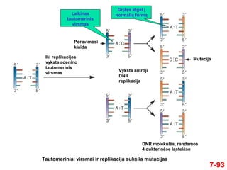 7-93
Laikinas
tautomerinis
virsmas
Grįžęs atgal į
normalią formą
Tautomeriniai virsmai ir replikacija sukelia mutacijas
Iki replikacijos
vyksta adenino
tautomerinis
virsmas
Poravimosi
klaida
Vyksta antroji
DNR
replikacija
DNR molekulės, randamos
4 dukterinėse ląstelėse
Mutacija
 