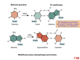 7-98
Šis klaidingas poravimasis
gali sukelti mutacijas naujose
grandinėse po replikacijos
Modifikuotų bazių netaisyklingas poravimasis
Matricinė grandinė Po replikacijos
 