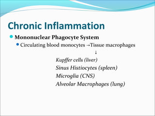 Chronic Inflammation
Mononuclear Phagocyte System
  Circulating blood monocytes →Tissue macrophages
                                     ↓
                  Kupffer cells (liver)
                  Sinus Histiocytes (spleen)
                  Microglia (CNS)
                  Alveolar Macrophages (lung)
 