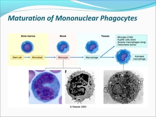 Maturation of Mononuclear Phagocytes
 