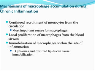Mechanisms of macrophage accumulation during
Chronic Inflammation

  Continued recruitment of monocytes from the
    circulation
    Most important source for macrophages
  Local proliferation of macrophages from the blood
   stream
  Immobilization of macrophages within the site of
   inflammation
       Cytokines and oxidized lipids can cause
      immobilization
 
