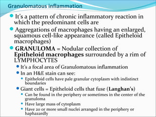 Granulomatous inflammation
It’s a pattern of chronic inflammatory reaction in
 which the predominant cells are
Aggregations of macrophages having an enlarged,
 squamous cell-like appearance (called Epitheloid
 macrophages)
GRANULOMA = Nodular collection of
 Epitheloid macrophages surrounded by a rim of
 LYMPHOCYTES
  It’s a focal area of Granulomatous inflammation
  In an H&E stain can see:
    Epitheloid cells have pale granular cytoplasm with indistinct
      boundaries
  Giant cells = Epitheloid cells that fuse (Langhan’s)
    Can be found in the periphery or sometimes in the center of the
      granuloma
    Have large mass of cytoplasm
    Have 20 or more small nuclei arranged in the periphery or
      haphazardly
 