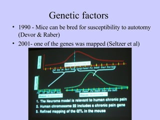 Genetic factors 1990 - Mice can be bred for susceptibility to autotomy (Devor & Raber) 2001- one of the genes was mapped (Seltzer et al)  