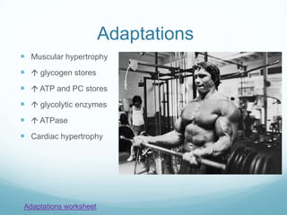 Adaptations
 Muscular hypertrophy
  glycogen stores
  ATP and PC stores
  glycolytic enzymes
  ATPase
 Cardiac hypertrophy




Adaptations worksheet
 