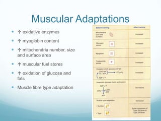 Muscular Adaptations
  oxidative enzymes
  myoglobin content
  mitochondria number, size
  and surface area
  muscular fuel stores
  oxidation of glucose and
  fats
 Muscle fibre type adaptation
 