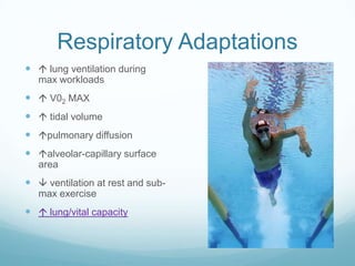 Respiratory Adaptations
  lung ventilation during
   max workloads
  V02 MAX
  tidal volume
 pulmonary diffusion
 alveolar-capillary surface
   area
  ventilation at rest and sub-
   max exercise
  lung/vital capacity
 
