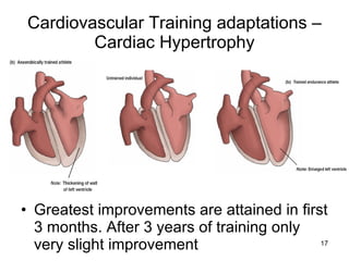 Cardiovascular Training adaptations – Cardiac Hypertrophy Greatest improvements are attained in first 3 months. After 3 years of training only very slight improvement  