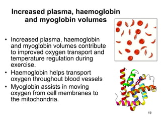 Increased plasma, haemoglobin and myoglobin volumes Increased plasma, haemoglobin and myoglobin volumes contribute to improved oxygen transport and temperature regulation during exercise. Haemoglobin helps transport oxygen throughout blood vessels Myoglobin assists in moving oxygen from cell membranes to the mitochondria.  