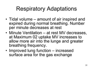 Respiratory Adaptations Tidal volume – amount of air inspired and expired during normal breathing. Number per minute decreases at rest Minute Ventilation – at rest MV decreases, at Maximum 02 uptake MV increases to allow more air into the lunge and greater breathing frequency.  Improved lung function – increased surface area for the gas exchange 