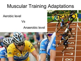 Muscular Training Adaptations Aerobic level Anaerobic level Vs 