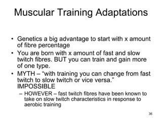 Muscular Training Adaptations Genetics a big advantage to start with x amount of fibre percentage You are born with x amount of fast and slow twitch fibres. BUT you can train and gain more of one type.  MYTH – “with training you can change from fast twitch to slow twitch or vice versa.” IMPOSSIBLE HOWEVER – fast twitch fibres have been known to take on slow twitch characteristics in response to aerobic training  