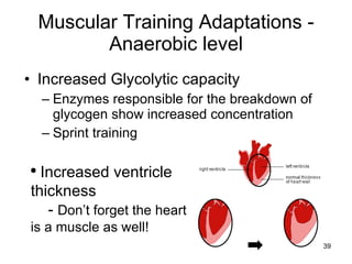 Muscular Training Adaptations - Anaerobic level Increased Glycolytic capacity Enzymes responsible for the breakdown of glycogen show increased concentration Sprint training Increased ventricle thickness -  Don’t forget the heart is a muscle as well! 