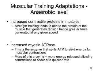 Muscular Training Adaptations - Anaerobic level Increased contractile proteins in muscles Strength training tends to add to the protein of the muscle that generates tension hence greater force generated at any given speed  Increased myosin ATPase This is the enzyme that splits ATP to yield energy for muscular contractions More of this enzyme = more energy released allowing contractions to occur at a quicker rate 