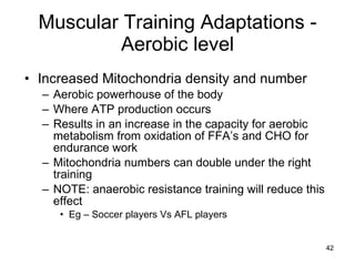Muscular Training Adaptations - Aerobic level Increased Mitochondria density and number Aerobic powerhouse of the body Where ATP production occurs Results in an increase in the capacity for aerobic metabolism from oxidation of FFA’s and CHO for endurance work Mitochondria numbers can double under the right training  NOTE: anaerobic resistance training will reduce this effect  Eg – Soccer players Vs AFL players 