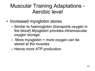 Muscular Training Adaptations - Aerobic level Increased myoglobin stores Similar to haemoglobin (transports oxygen in the blood) Myoglobin provides intramuscular oxygen storage.  More myoglobin = more oxygen can be stored at the muscles Hence more ATP production.  