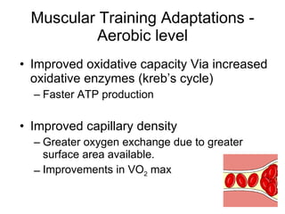Muscular Training Adaptations - Aerobic level Improved oxidative capacity Via increased oxidative enzymes (kreb’s cycle)  Faster ATP production Improved capillary density Greater oxygen exchange due to greater surface area available.  Improvements in VO 2  max 