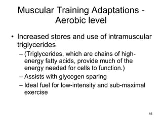 Muscular Training Adaptations - Aerobic level Increased stores and use of intramuscular triglycerides  (Triglycerides, which are chains of high-energy fatty acids, provide much of the energy needed for cells to function.) Assists with glycogen sparing Ideal fuel for low-intensity and sub-maximal exercise 