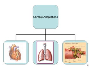 Chronic Adaptations Cardiovascular  adaptations Respiratory  adaptations Muscular  adaptations 