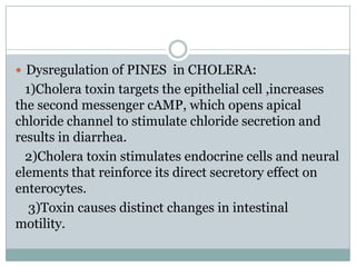  Dysregulation of PINES in CHOLERA:

1)Cholera toxin targets the epithelial cell ,increases
the second messenger cAMP, which opens apical
chloride channel to stimulate chloride secretion and
results in diarrhea.
2)Cholera toxin stimulates endocrine cells and neural
elements that reinforce its direct secretory effect on
enterocytes.
3)Toxin causes distinct changes in intestinal
motility.

 