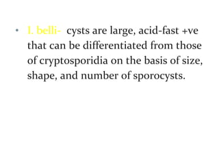 • I. belli- cysts are large, acid-fast +ve
that can be differentiated from those
of cryptosporidia on the basis of size,
shape, and number of sporocysts.
 