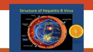 CHRONIC HEPATITIS a comprehensive lecture.pptx