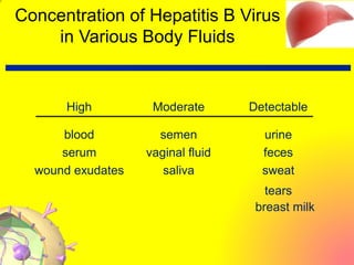 Concentration of Hepatitis B Virus
in Various Body Fluids
High Moderate
Low/Not
Detectable
blood semen urine
serum vaginal fluid feces
wound exudates saliva sweat
tears
breast milk
 
