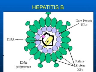 CHRONIC HEPATITIS AND CIRRHOSIS MBBS 2.pptx