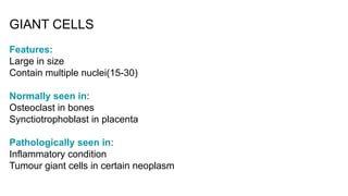 GIANT CELLS
Features:
Large in size
Contain multiple nuclei(15-30)
Normally seen in:
Osteoclast in bones
Synctiotrophoblast in placenta
Pathologically seen in:
Inflammatory condition
Tumour giant cells in certain neoplasm
 
