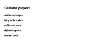 Cellular players
a)Macrophages
b)Lymphocytes
c)Plasma cells
d)Eosinophils
e)Mast cells
 