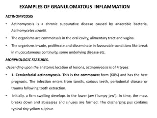 EXAMPLES OF GRANULOMATOUS INFLAMMATION
ACTINOMYCOSIS
• Actinomycosis is a chronic suppurative disease caused by anaerobic bacteria,
Actinomycetes israelii.
• The organisms are commensals in the oral cavity, alimentary tract and vagina.
• The organisms invade, proliferate and disseminate in favourable conditions like break
in mucocutaneous continuity, some underlying disease etc.
MORPHOLOGIC FEATURES.
Depending upon the anatomic location of lesions, actinomycosis is of 4 types:
• 1. Cervicofacial actinomycosis. This is the commonest form (60%) and has the best
prognosis. The infection enters from tonsils, carious teeth, periodontal disease or
trauma following tooth extraction.
• Initially, a firm swelling develops in the lower jaw (‘lumpy jaw’). In time, the mass
breaks down and abscesses and sinuses are formed. The discharging pus contains
typical tiny yellow sulphur.
 