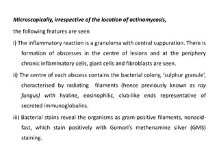 Microscopically, irrespective of the location of actinomycosis,
the following features are seen
i) The inflammatory reaction is a granuloma with central suppuration. There is
formation of abscesses in the centre of lesions and at the periphery
chronic inflammatory cells, giant cells and fibroblasts are seen.
ii) The centre of each abscess contains the bacterial colony, ‘sulphur granule’,
characterised by radiating filaments (hence previously known as ray
fungus) with hyaline, eosinophilic, club-like ends representative of
secreted immunoglobulins.
iii) Bacterial stains reveal the organisms as gram-positive filaments, nonacid-
fast, which stain positively with Gomori’s methenamine silver (GMS)
staining.
 